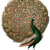 copper_peacock